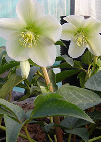 Helleborus x nigercors 'Morning's Pride'